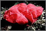 Ribbon Of Nudibranch Eggs