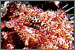 Shrimp On Asthenosome Anemone