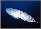 A Graceful Cuttlefish In Blue