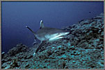 Aggressive Silvertip Shark