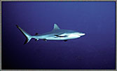 Gray Shark In Cruise Mode