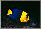 PNG Blue And Yellow Angelfish