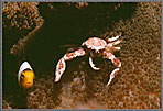 PNG Small Crab Lives In Anemone