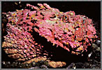Pink Stonefish Portrait