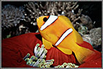 Golden Clownfish On Red Anemone