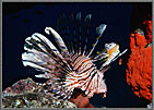 RS Lionfish With Red Sponge
