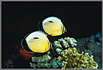 RS Pair Of Disc Butterfly fish