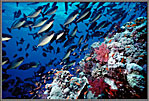 Unicornfish Swarm Over Reef