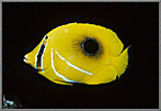 Blackspot Butterflyfish 2
