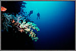 Divers Off Mermaid Wall