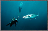 Divers With Dogtooth Tuna