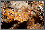 Juvenile Boxfish