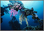 Micro Lush Corals On Shipwreck