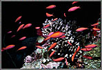Swarm Of Anthias Amid Corals