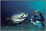 Diver feeding Boris the Grouper.