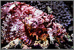 Pink Scorpionfish.
