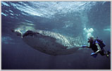 Diver iwth Stumpy the Whale Shark.