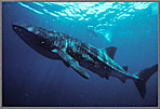 WS Massive Whale Shark Rising